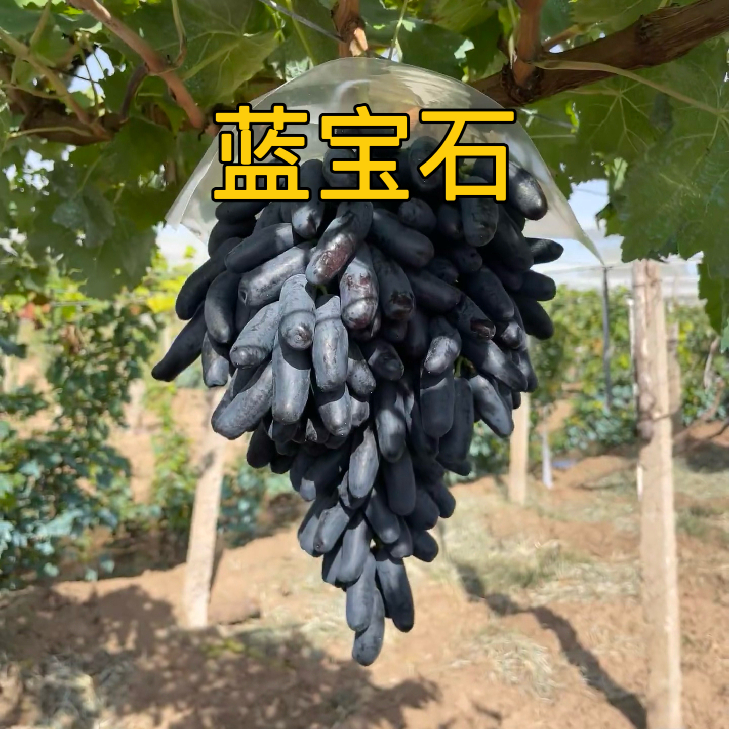 金华市根明葡萄专业合作社:品种全的葡萄苗基地,现挖现发且充分木质化(图2)