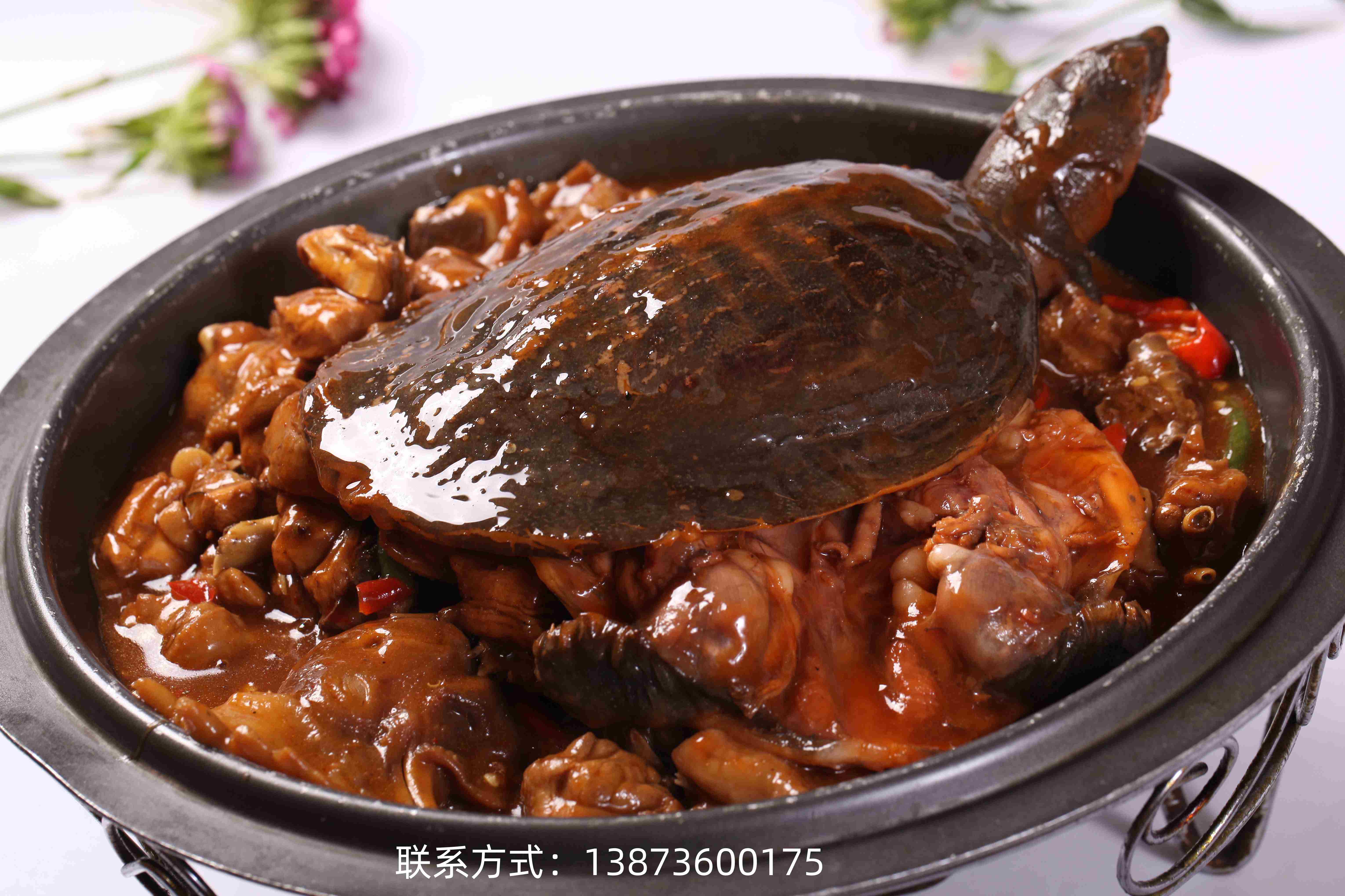 仙湖甲鱼品质好吗,源头直供价格是否实惠 仙湖甲鱼品质好吗,源头直供价格是否实惠
